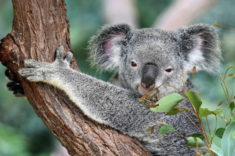 Luna de miel en Australia con basho travel