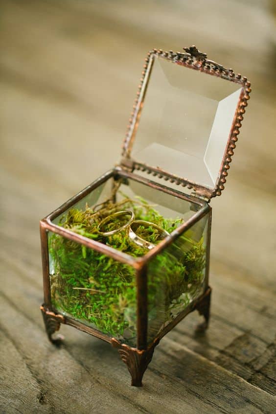 caja de musgo