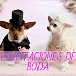 felicitaciones de boda. felicitaciones matrimonio